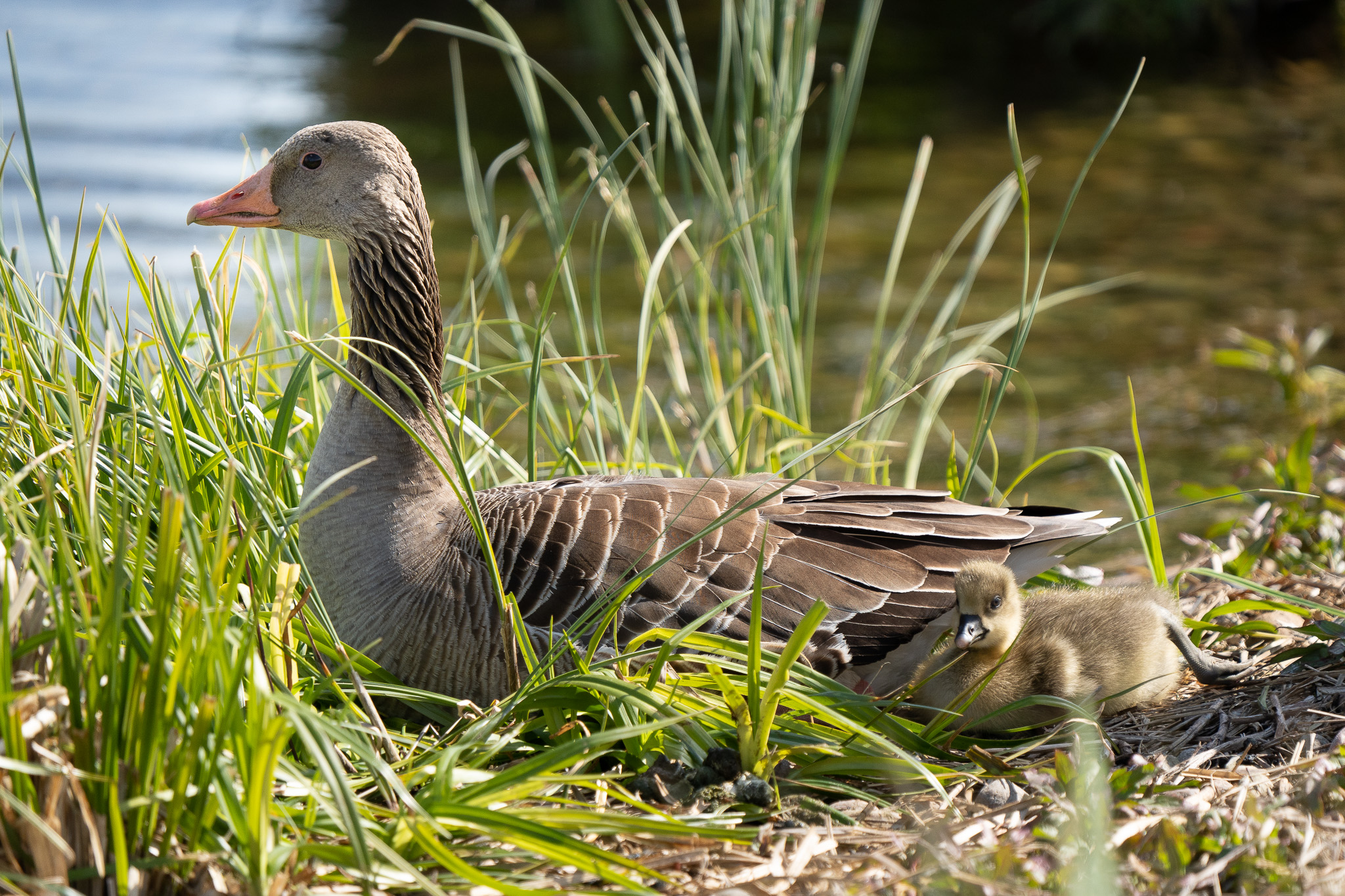 A goose with a gosling